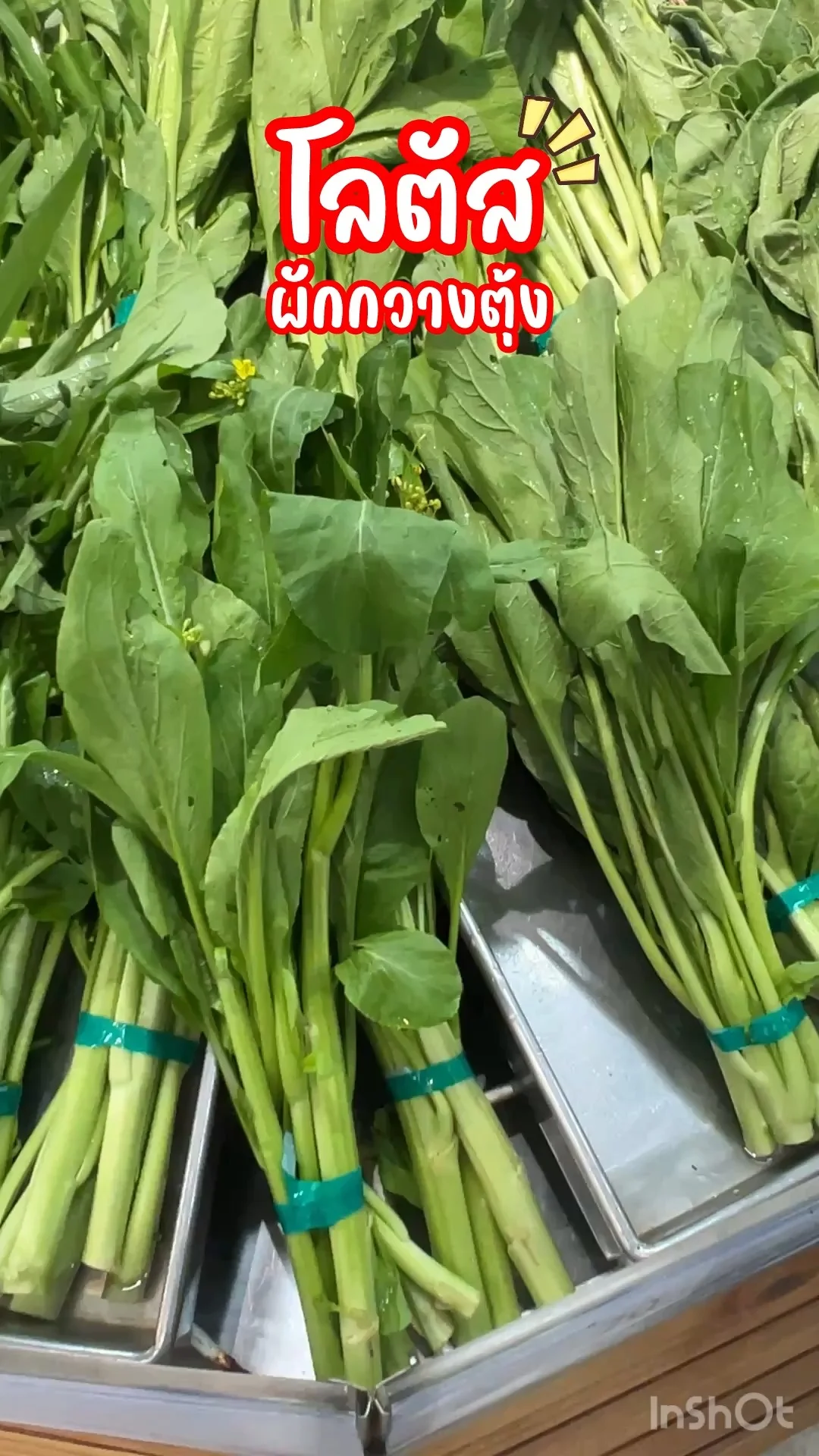 โลตัส ผักกวางตุ้ง ผักสดใหม่ ต้องโลตัสเท่านั้น