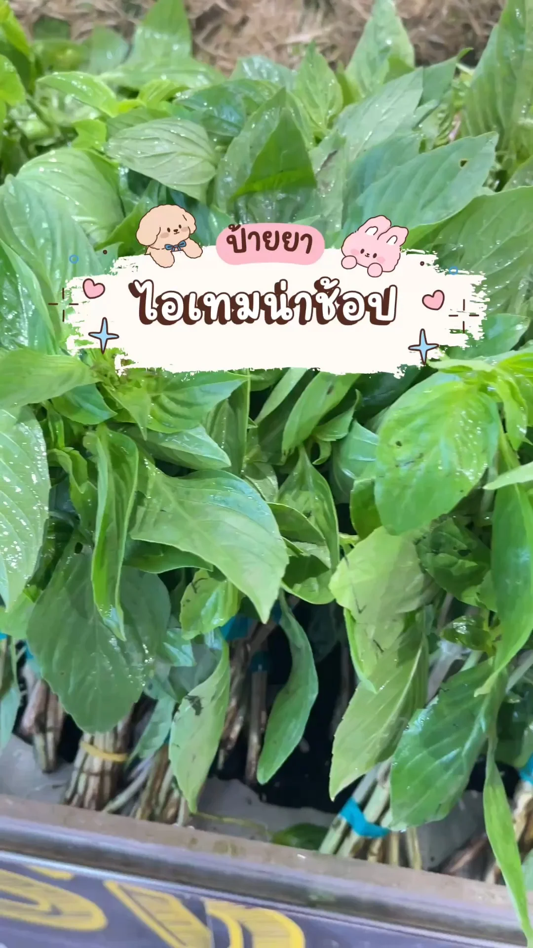 ไอเทมน่าช้อปโลตัส ผักสด CP โหระพา