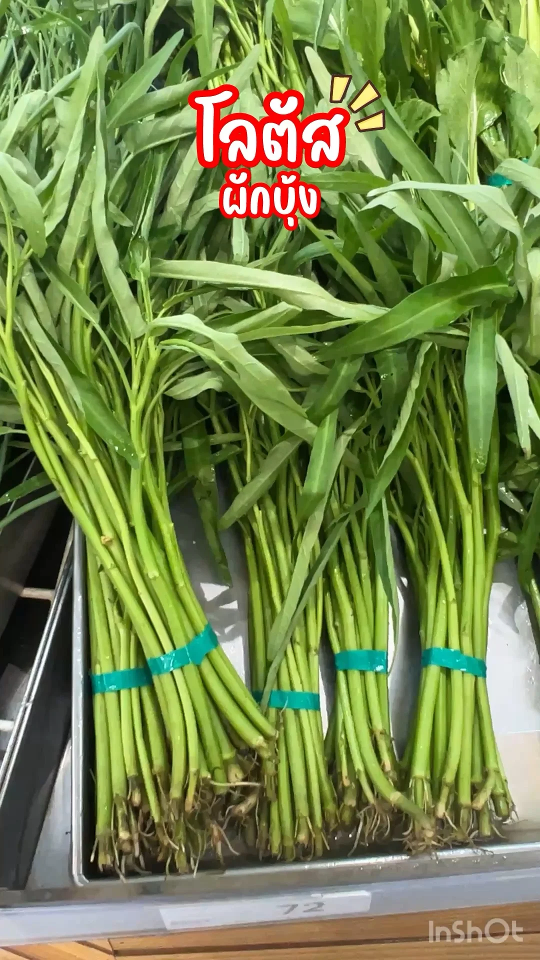 โลตัส ผักบุ้ง สดๆกรอบๆ จากสวน