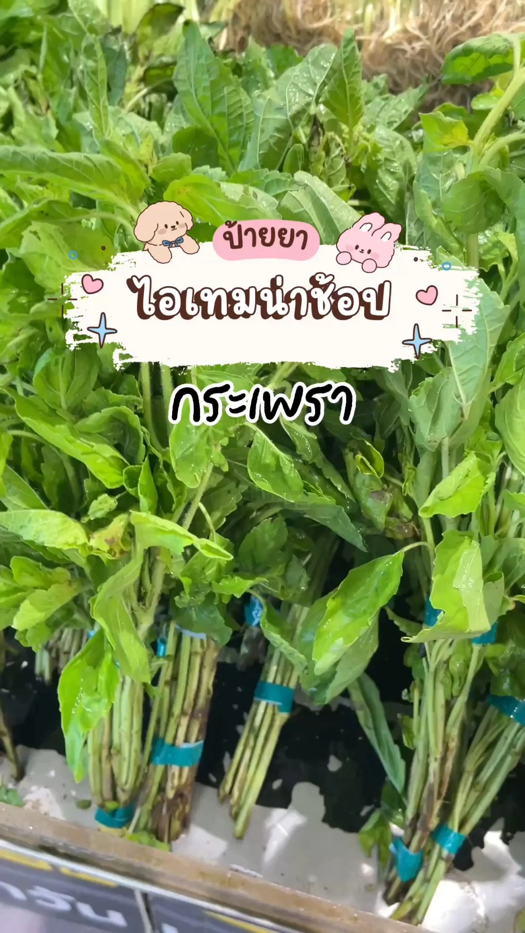 ไอเทมน่าช้อปโลตัส ผักสด CP กระเพรา