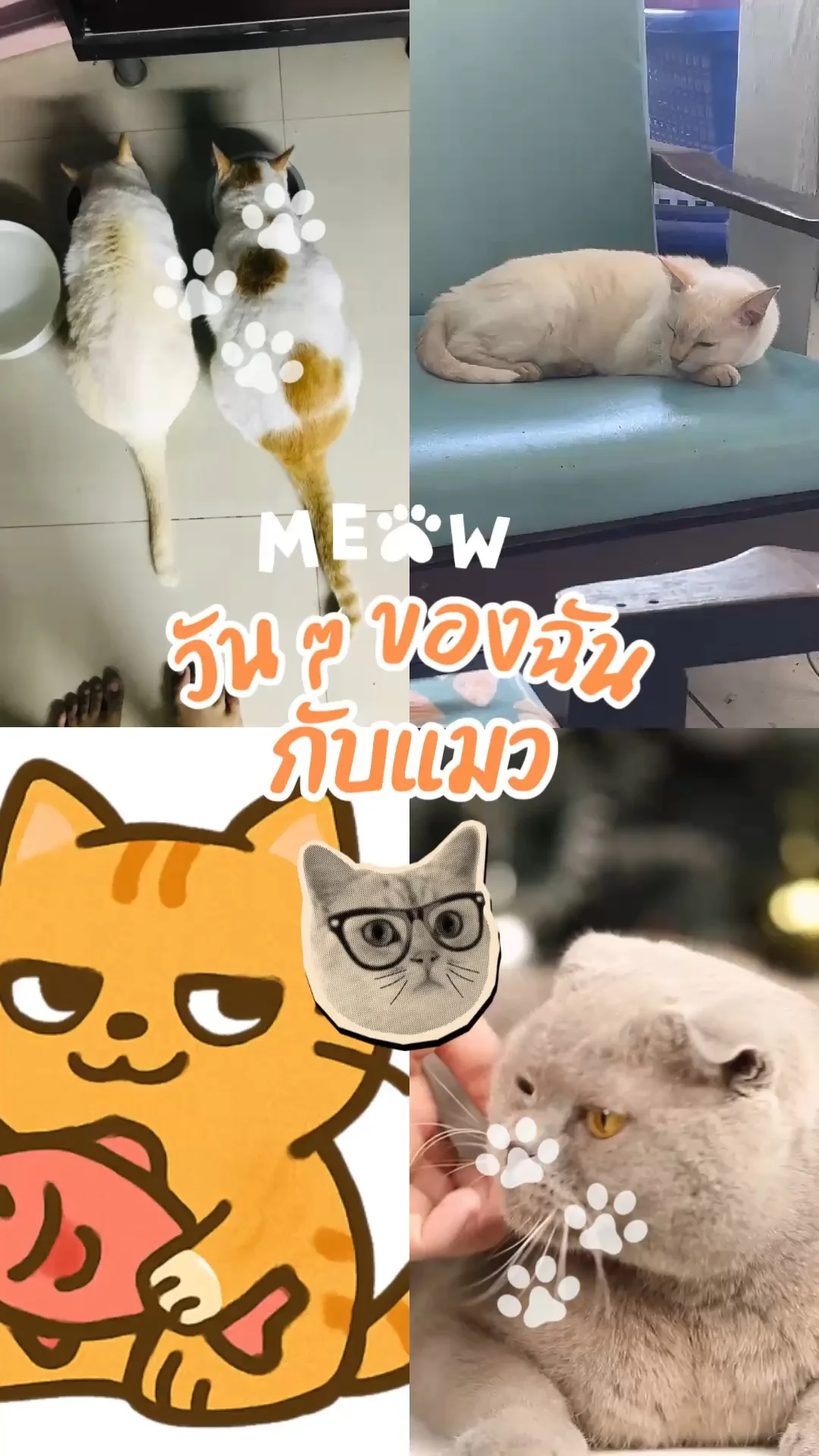 ของโปรดแมวเหมียว ที่บ้านฉัน Whaskis สุขภาพดีขนสวย  #UGCAffiliate