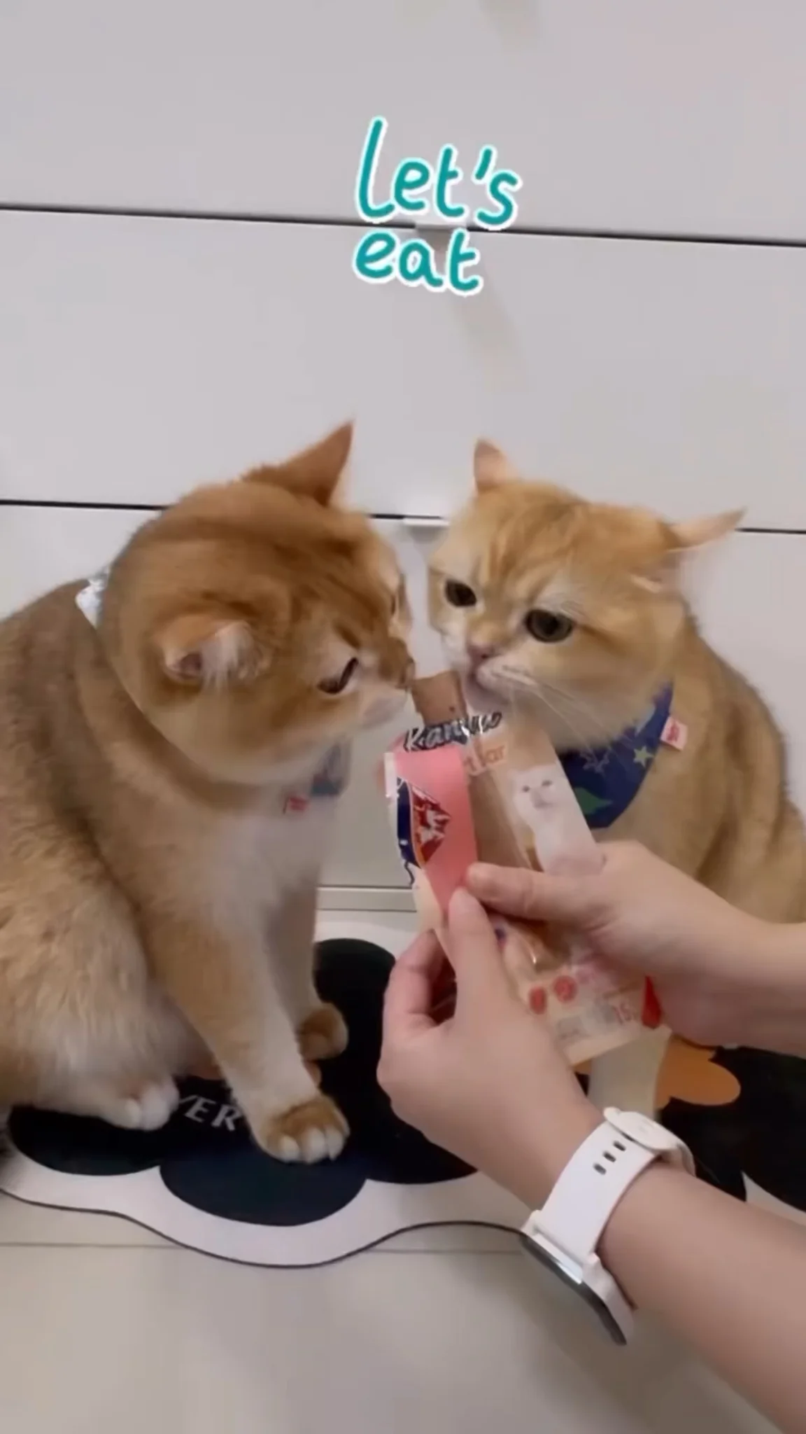 KANIVA Soft Bar – ขนมแมวโปรตีนสูง มี Vitamin Bits ให้หลายสไตล์