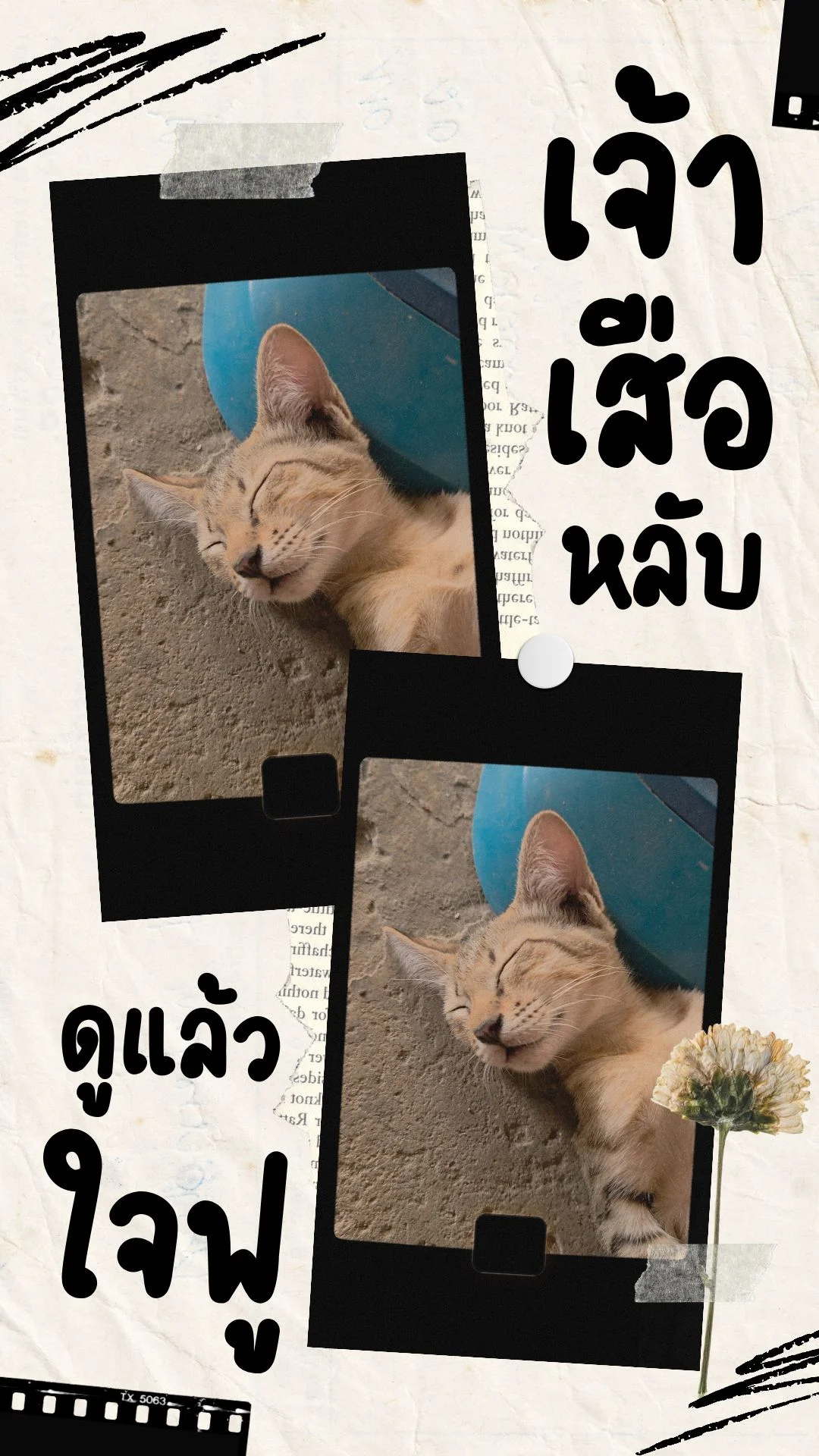 ใจละลาย! 🥰 รวมช็อตแมวหลับที่น่ารักที่สุดในโลก (ดูแล้วใจฟู) ทำไมนอนเก่งขนาดนี้?