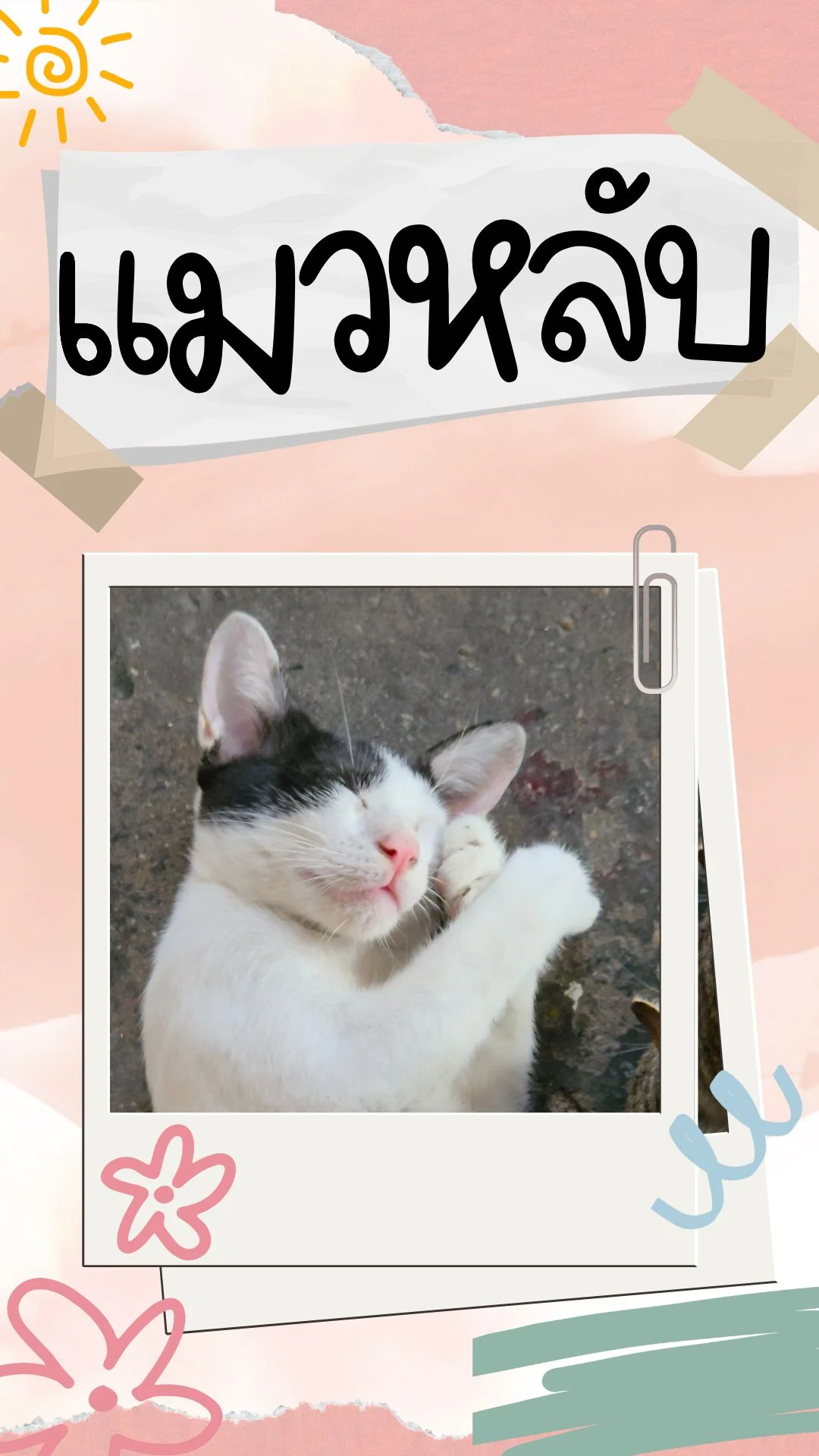 โครตน่ารัก! แมวหลับ รวมช็อตแมวหลับ ขอนอนก่อน นอนหลับแบบฟินๆ !!!