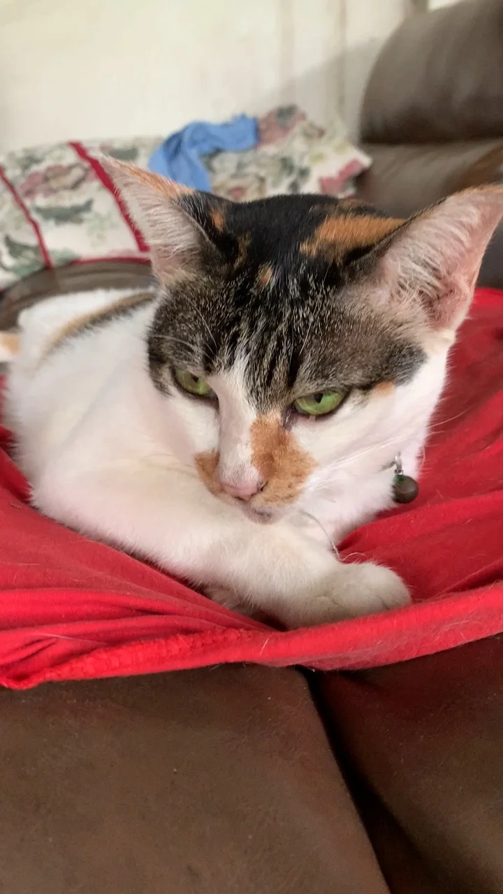 แมวสามสีหน้าเหวี่ยง