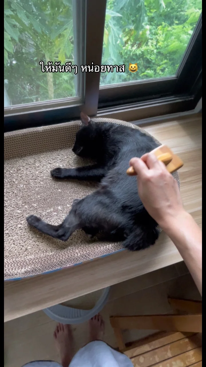 ทาสแมวอะ