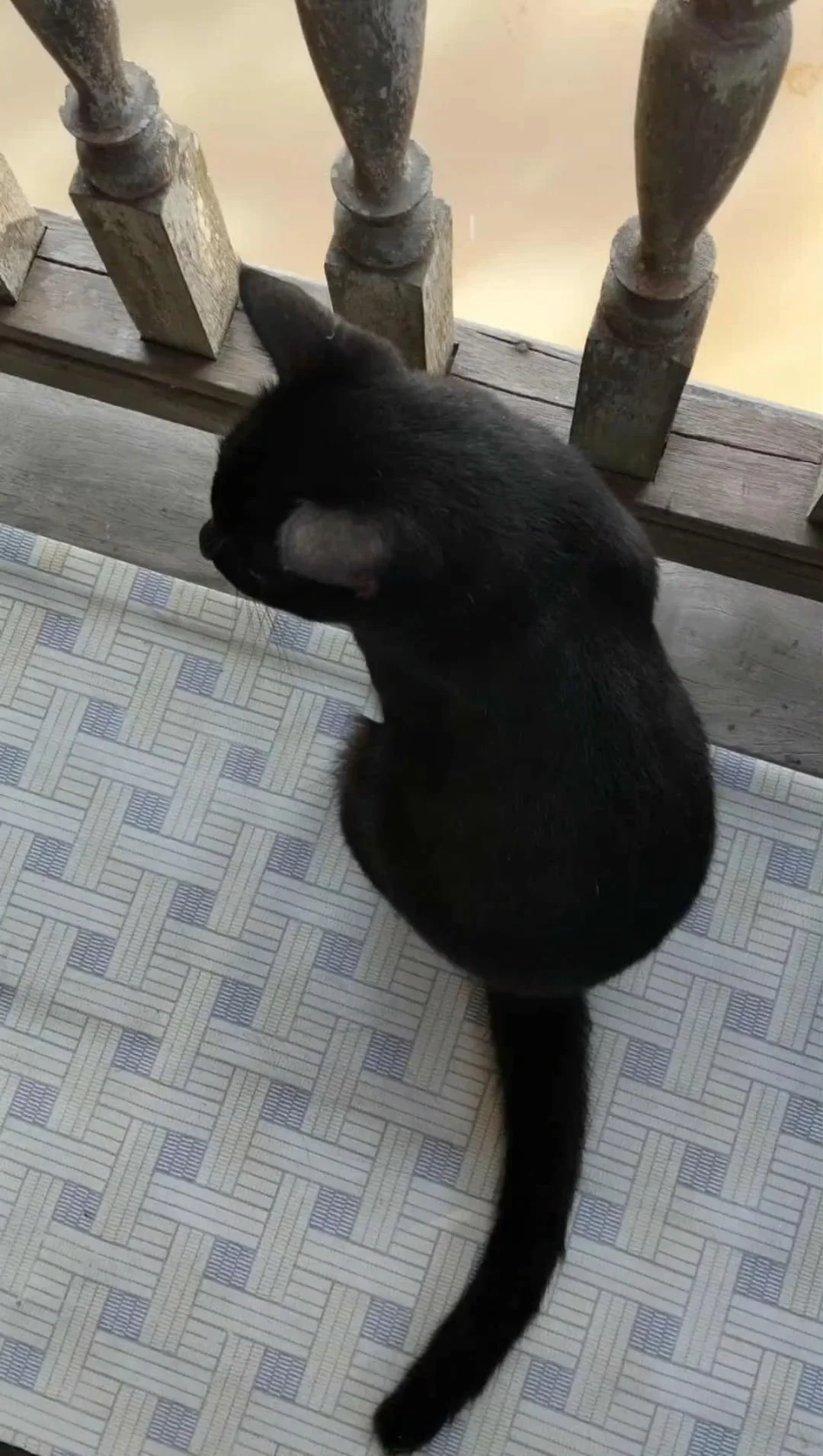 แมวมองดูน้ำ