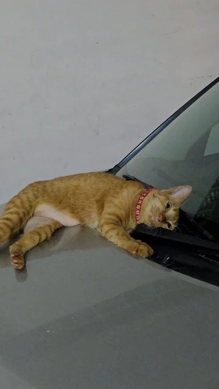 เห้ออออ 🐯