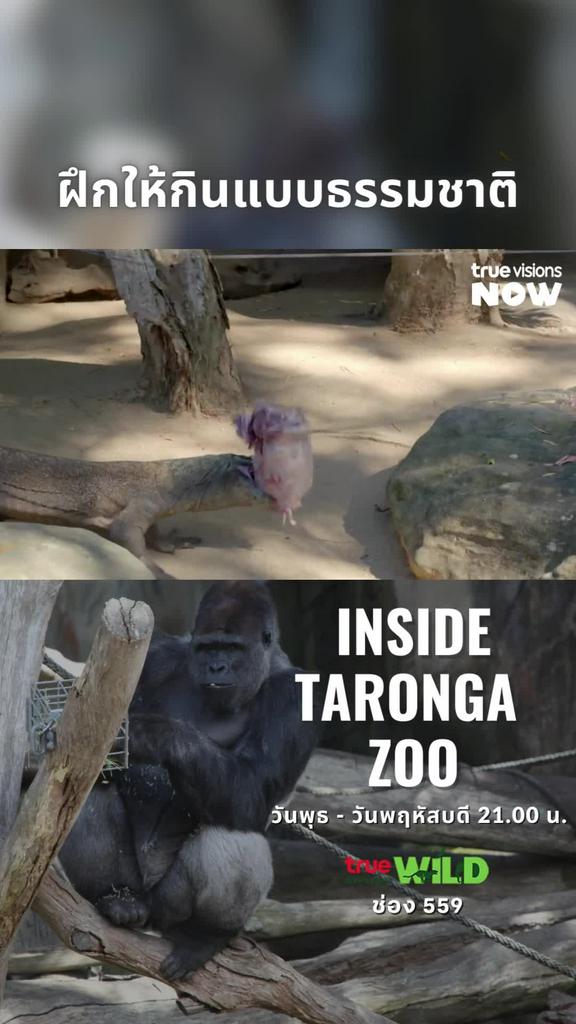 Inside Taronga Zoo I เลียนแบบธรรมชาติ