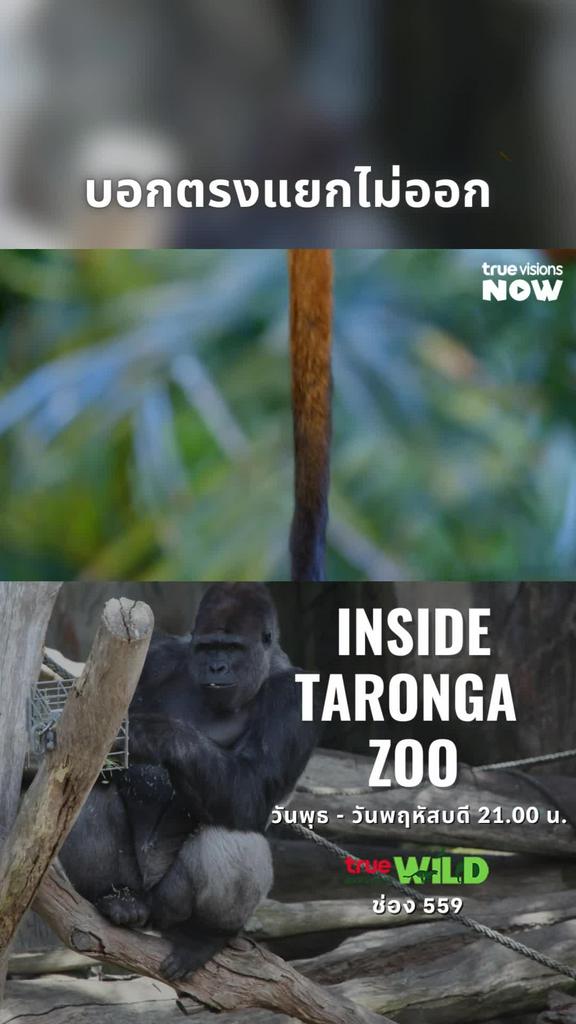 ฟังแล้วดูตามก็ยังแยกไม่ออก l INSIDE TARONGA ZOO [1&2]