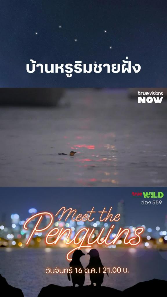 บ้าน l MEET THE PENGUINS