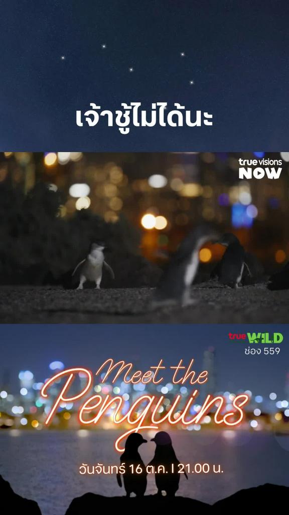 เจ้ากวินระวังโดนจิกนะ l MEET THE PENGUINS