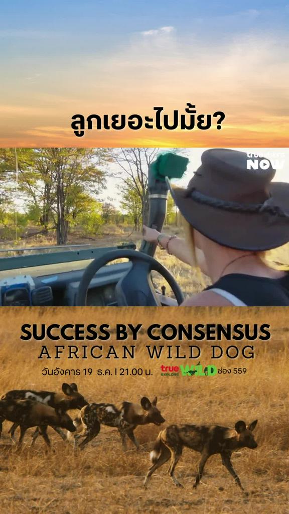 คอกนี้คุณแม่มีลูก 12 ตัว และครอบครัวนี้มีกัน 50 กว่าตัว l SUCCESS BY CONSENSUS: AFRICAN WILD DOG