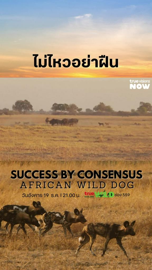 สู้ไม่ได้ก็ต้องถอย l SUCCESS BY CONSENSUS: AFRICAN WILD DOG