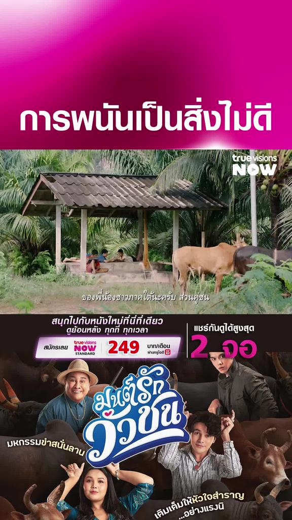 พ่อสอนไว้ฮะ | มนต์รักวัวชน