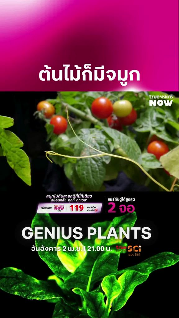 ต้นไม้ก็ใช้สมอง ในการเลือกเหมือนกันนะ l GENIUS PLANTS