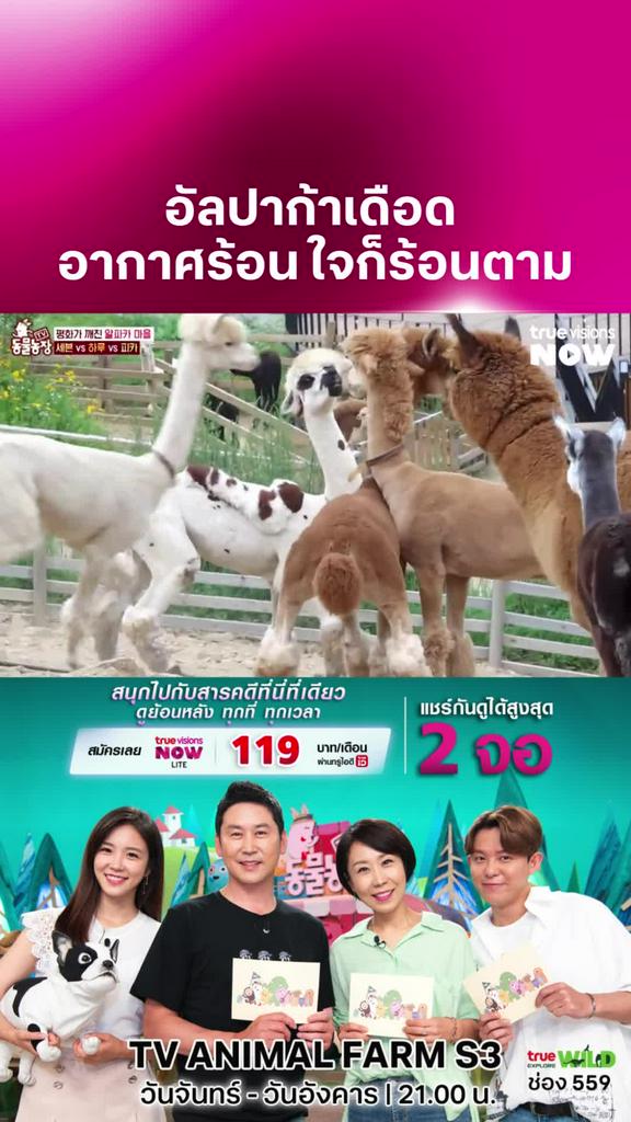 โดนฉีดซะ สบายใจเลยนะ l TV ANIMAL FARM S3