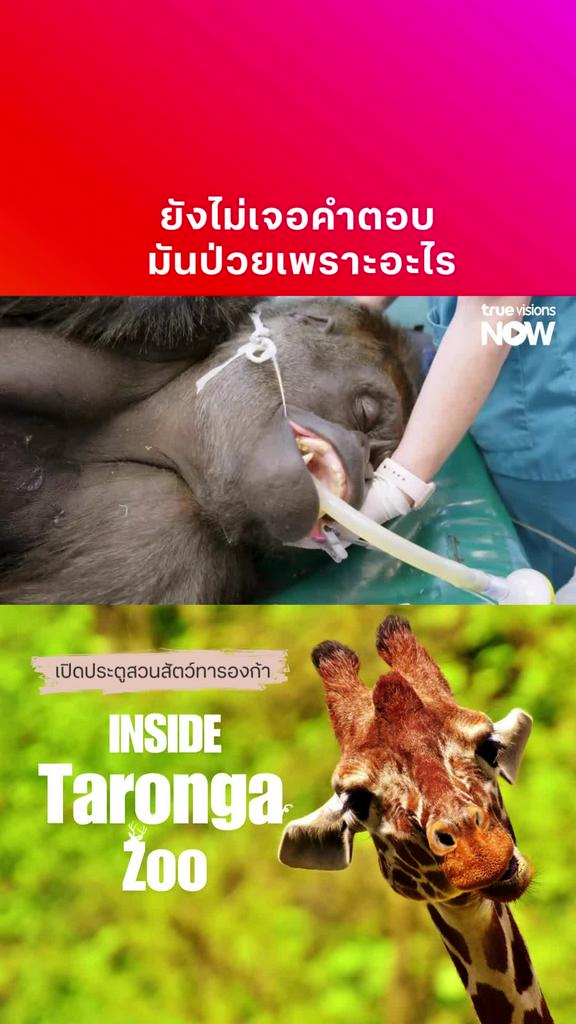 แม้จะยังไม่เจอคำตอบ แต่คุณหมอก็ต้องตรวจสอบต่อไป l INSIDE TARONGA ZOO 1 2