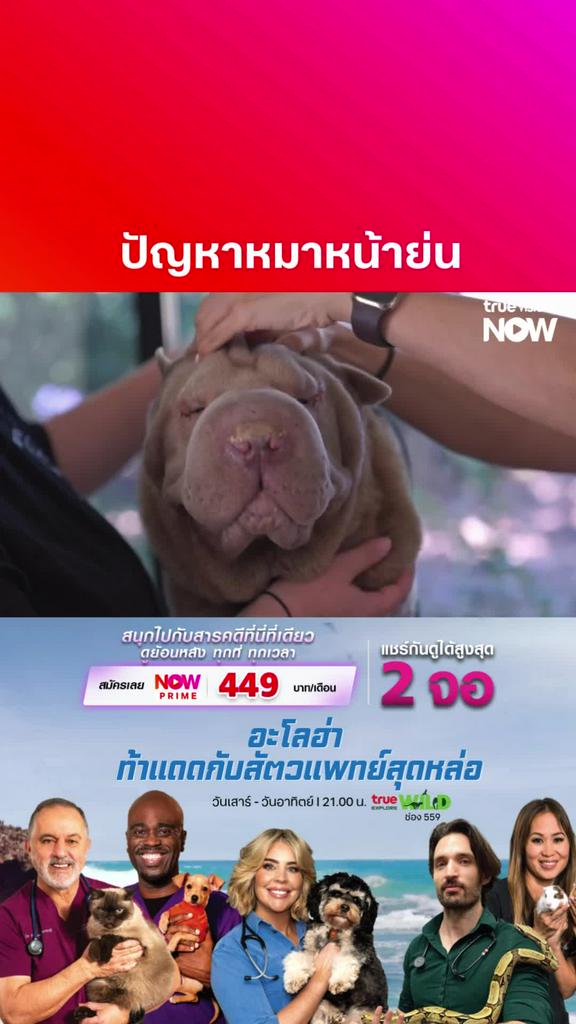 เป็นเคสที่น่าสงสาร l BONDI VET S13
