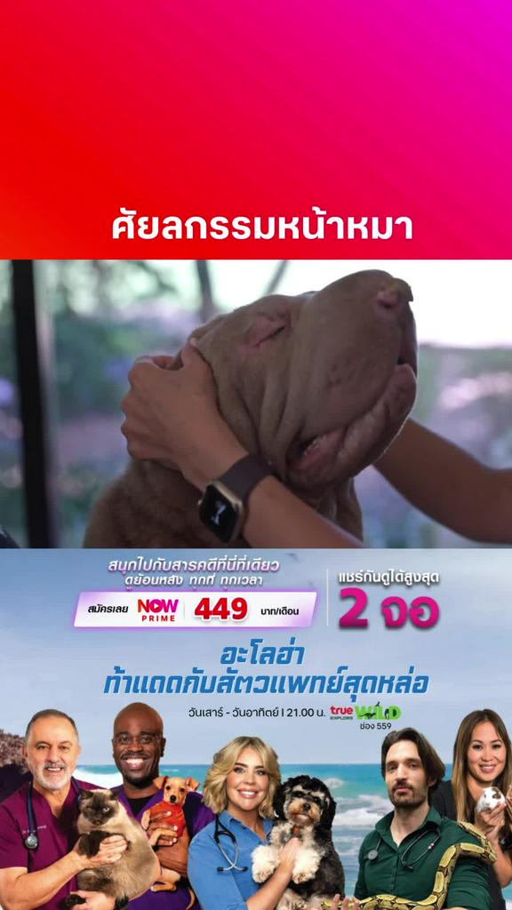 หวังว่าชีวิตจะดีขึ้น l BONDI VET S13