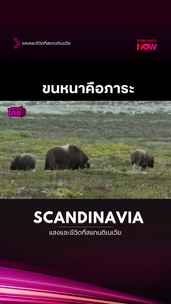 อากาศหนาวมันช่วยให้อุ่น แต่เมื่อร้อนมันคือภาระ l SCANDINAVIA