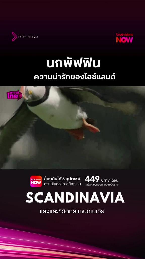 ดูๆ ไปแล้ว มันก็คล้ายเพนกวินอยู่นะ l SCANDINAVIA