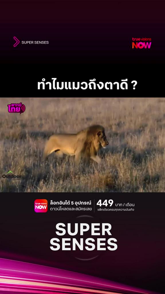 มิน่าละ เจ้าเหมียวที่บ้านถึงเป็นนักล่า l SUPER SENSES