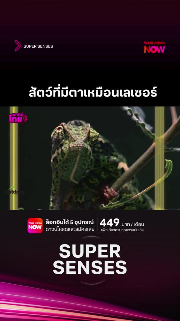 ความลับตาเล็กๆของกิ้งก่า l SuperSenses