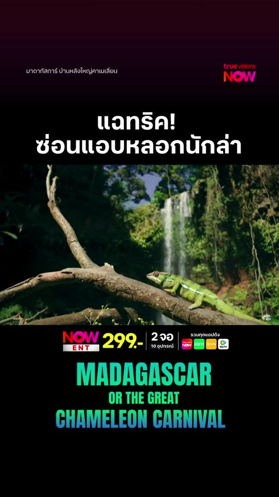 เทคนิคเอาตัวรอดฉบับกิ้งก่า l MADAGASCAR OR THE GREAT CHAMELEON CARNIVAL