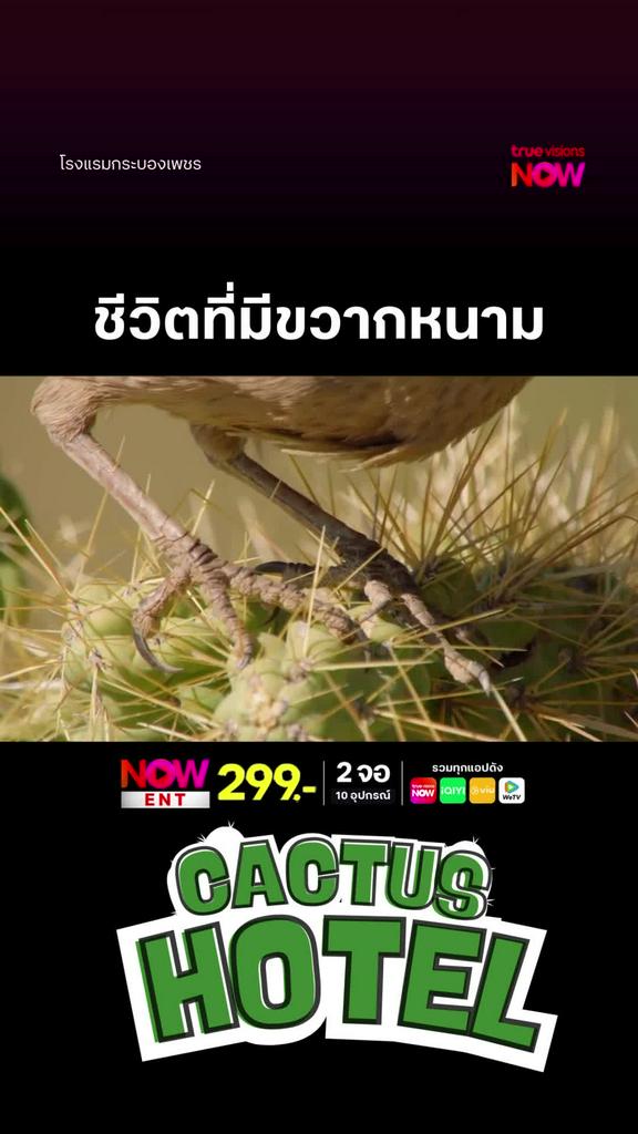 พ่อแม่อันตราย แต่ลูกปลอดภัยแน่นอน l CACTUS HOTEL