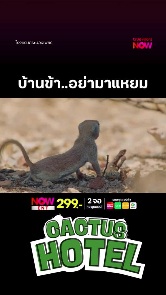 เก่งมาก เจ้าหนูตัวน้อย l CACTUS HOTEL