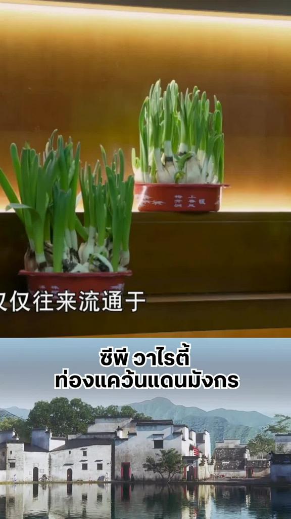 มองผ่านๆ นึกว่าต้นหอม l ZHENGDA VARIETY SHOW