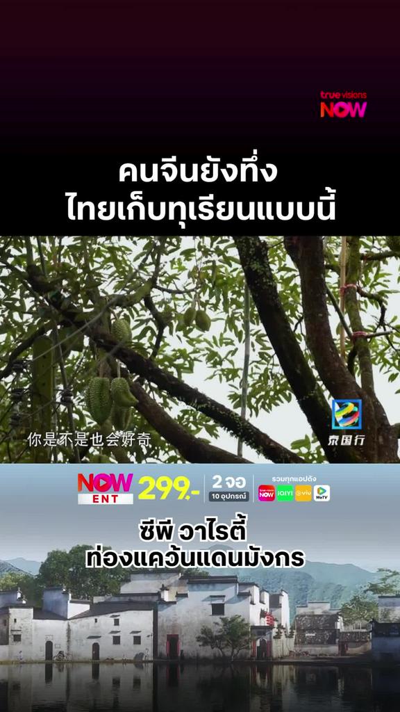 คนจีนยังทึ่งกับการเก็บทุเรียนแบบไทย l ZHENGDA VARIETY SHOW