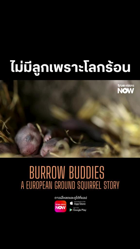สาเหตุหลักที่ประชากรไม่เพิ่ม โลกร้อน l BURROW BUDDIES A EUROPEAN GROUND SQUIRREL STORY