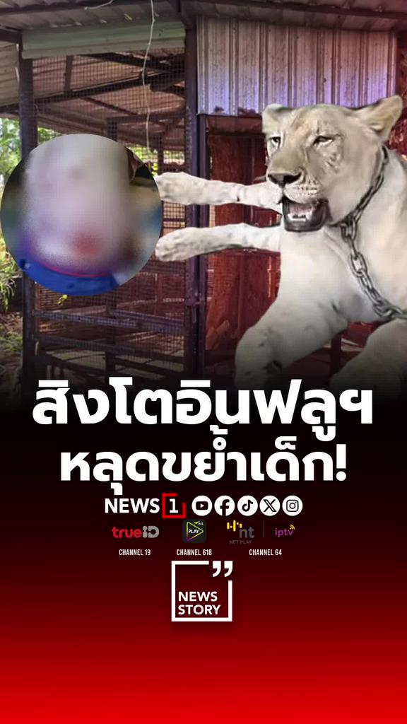 อินฟลูฯดังทำสิงโตหลุดกัดชาวบ้าน ทำร้ายเด็กชายจนเข้า รพ.
