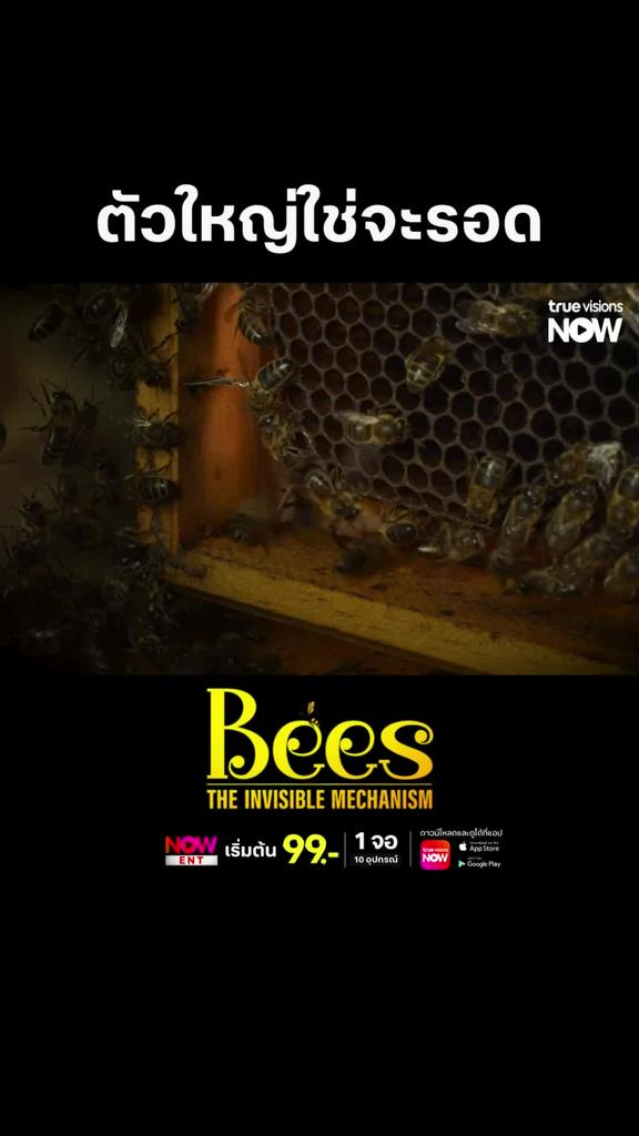 เคยเห็นแค่หมาหมู่ แต่อันนี้ผึ้งหมู่ l BEES THE INVISIBLE MECHANISM