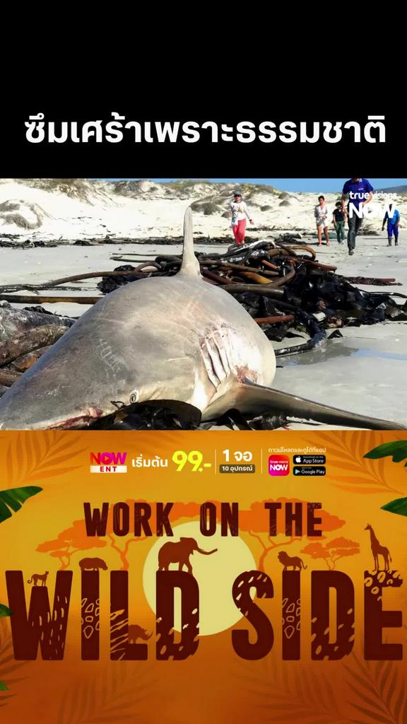 เพราะความเสื่อมโทรมทำให้เธอเศร้า l WORK ON THE WILD SIDE