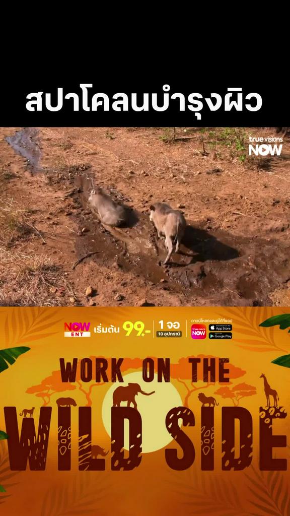 สปาผิวแบบธรรมชาติ l WORK ON THE WILD SIDE