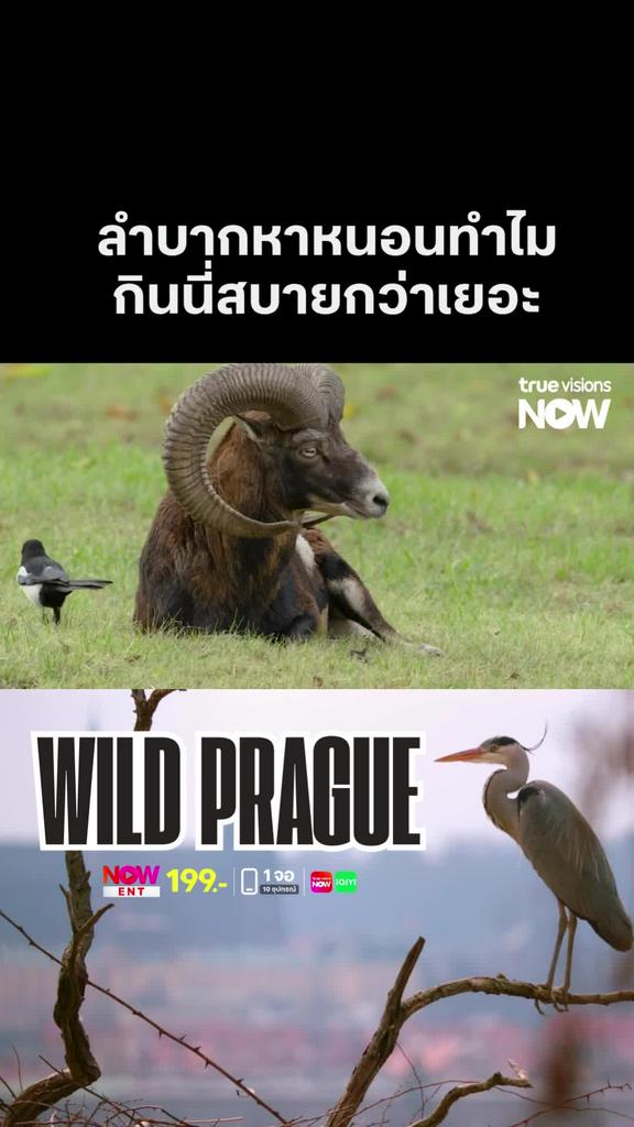 จะลำบากทำไม ที่มีทางที่ง่ายกว่า l WILD PRAGUE