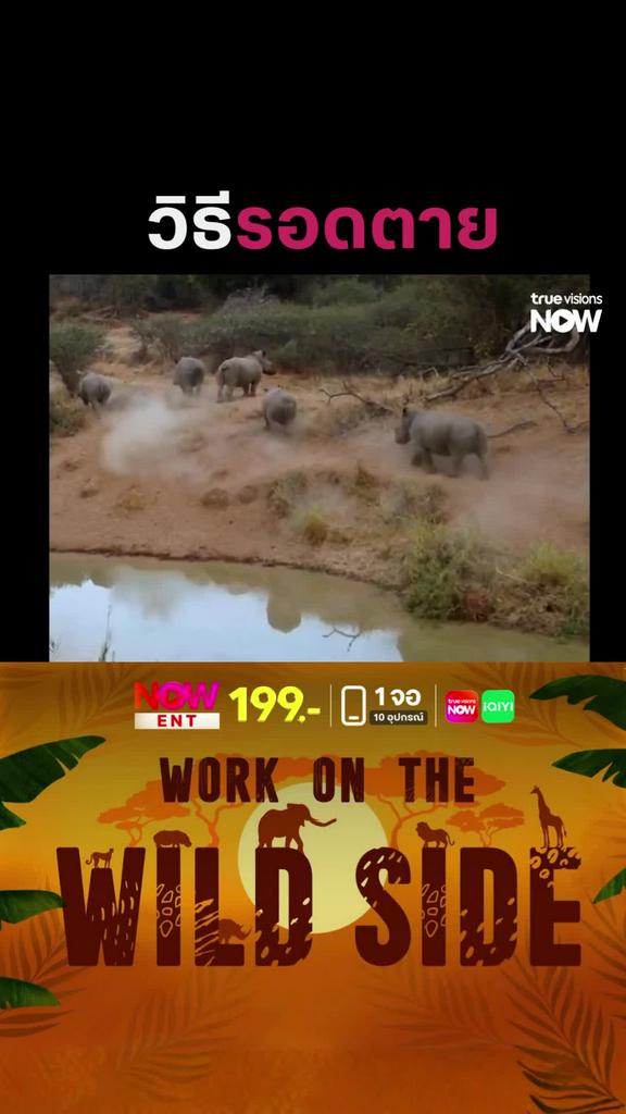 ถ้าไม่มีนอ มันก็จะไม่ตาย l WORK ON THE WILD SIDE