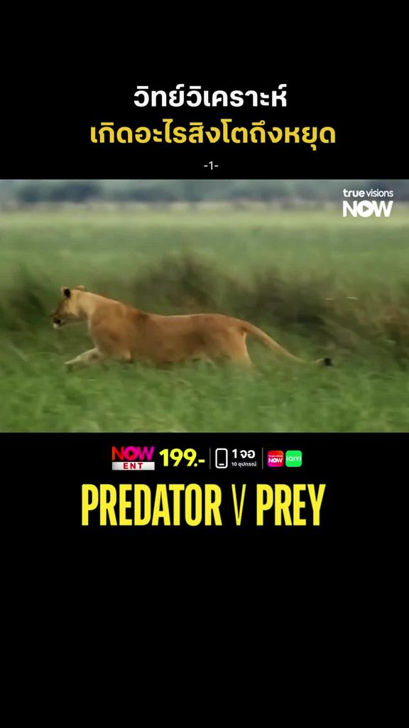 ดูให้เข้าใจว่าทำไมมันถึงทำแบบนี้ l PREDATOR V PREY