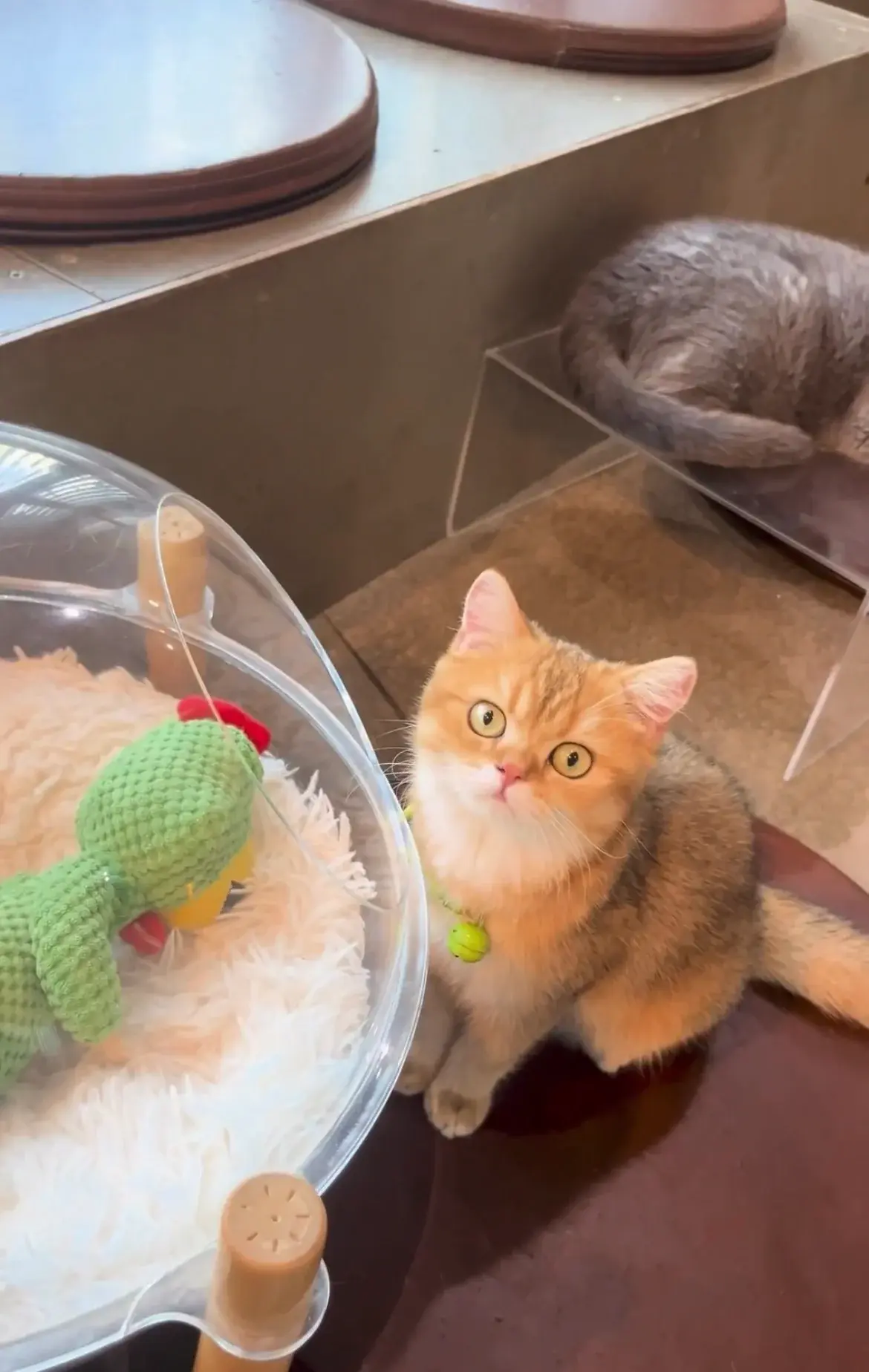 รีวิว Groom cat craft cafe คาเฟ่พิษณุโลก คาเฟ่แมว