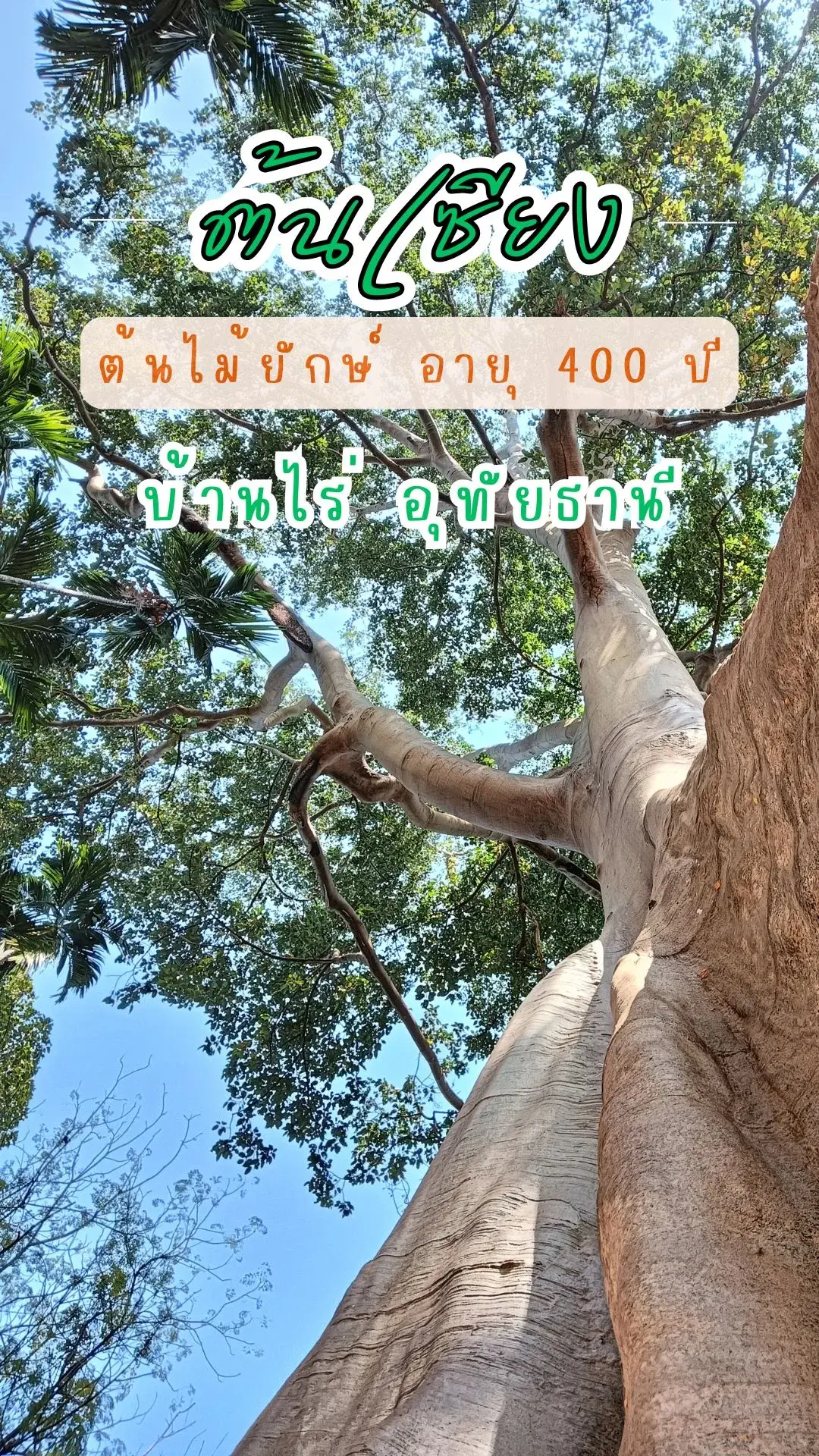 พาชม ต้นเซียง ต้นไม้ยักษ์ บ้านสะนำ อายุ 400 ปี อุทัยธานี