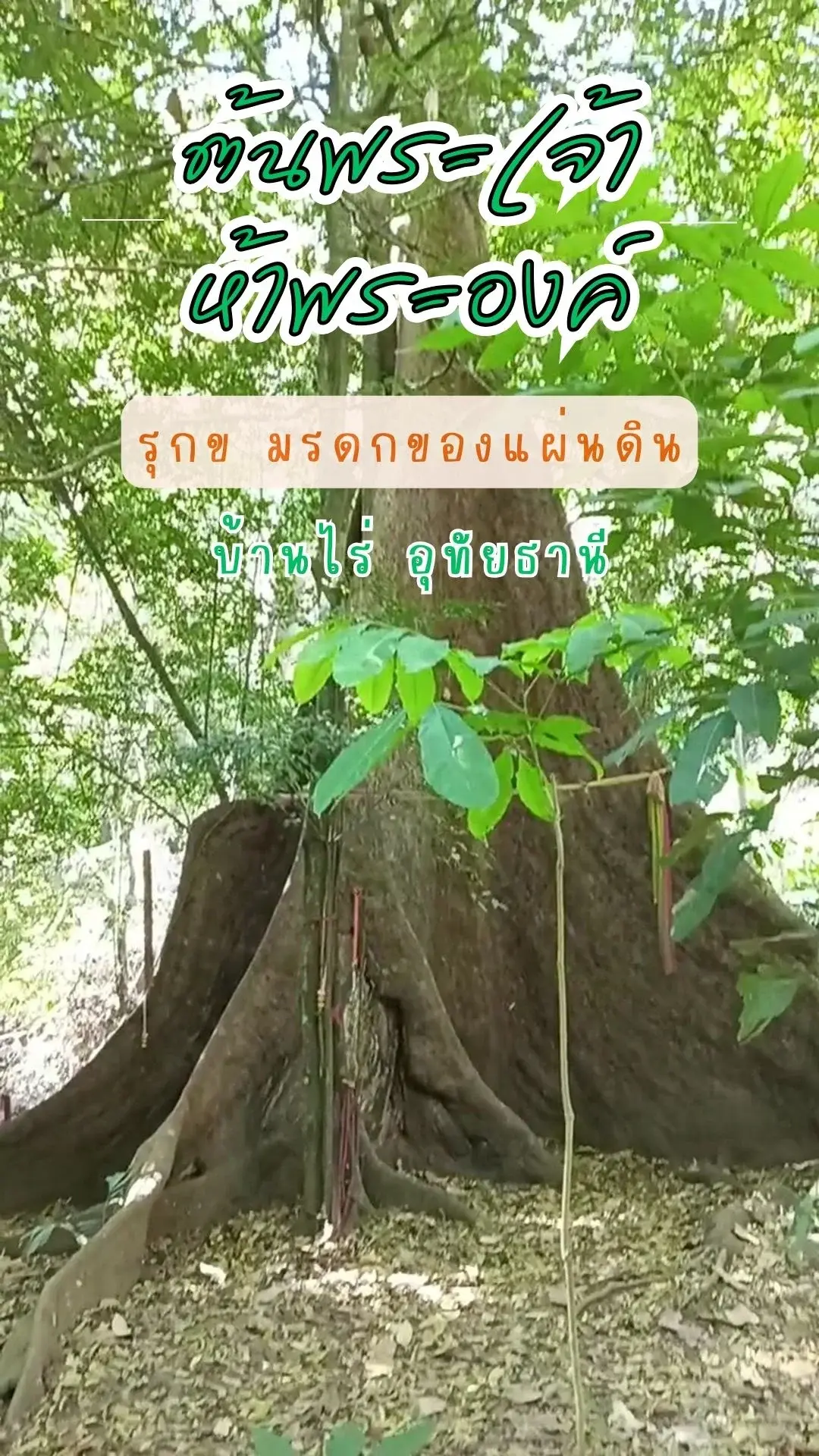 พาชม ต้นพระเจ้าห้าพระองค์ รุกข มรดกของแผ่นดิน ไม้มงคลอายุกว่า 300 ปี อุทัยธานี