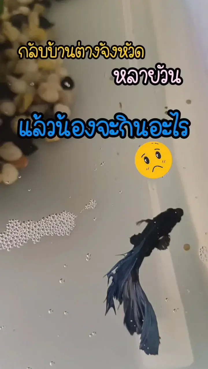 หมดปัญหา!!! ไปต่างหวัดหลายวัน น้องปลาก็มีข้าวกิน