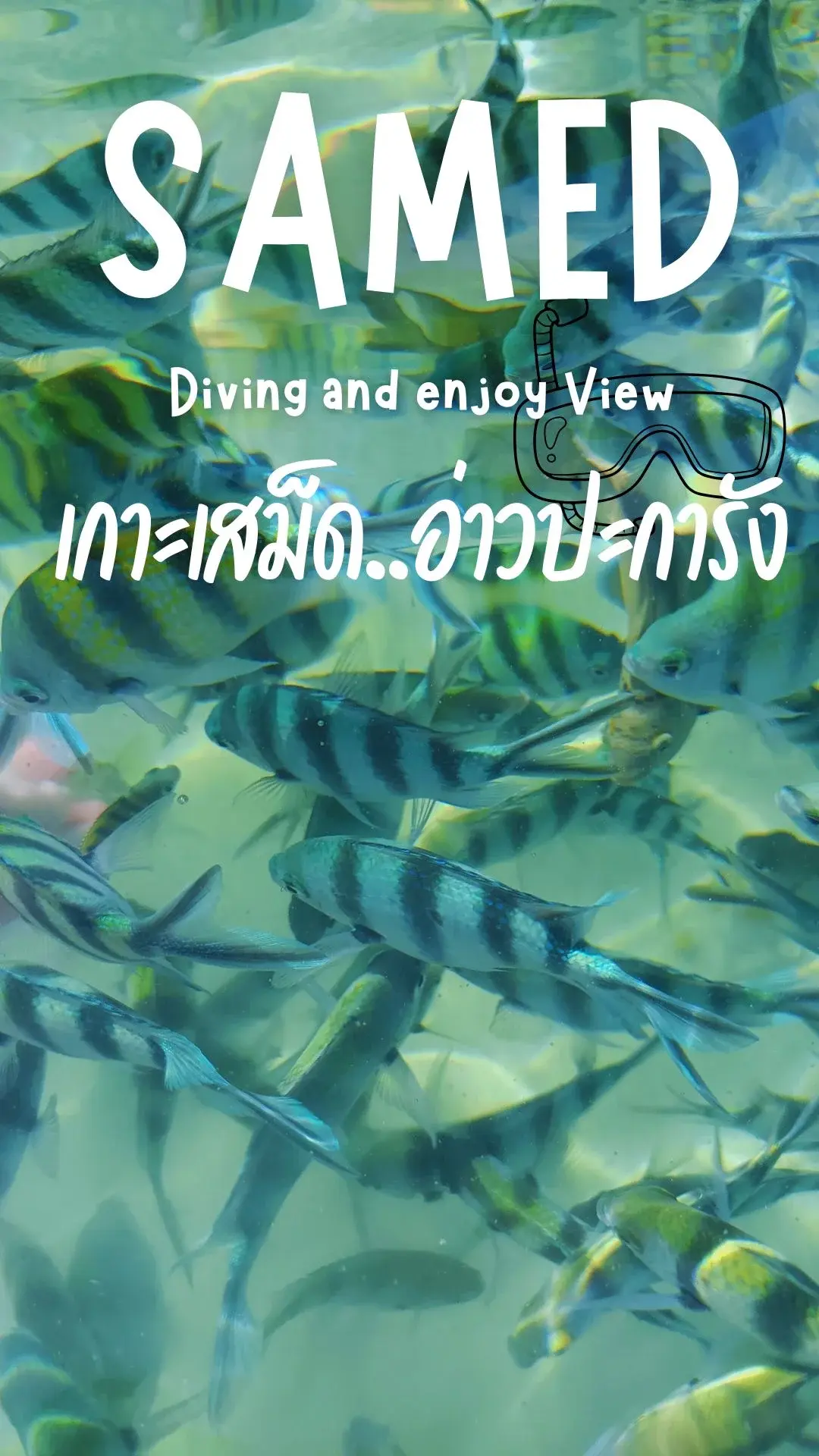 ไปลงทะเล ดำน้ำตื้นที่อ่าวปะการังที่เกาะเสม็ดฟรี ชมฝูงปลาสวย ๆ