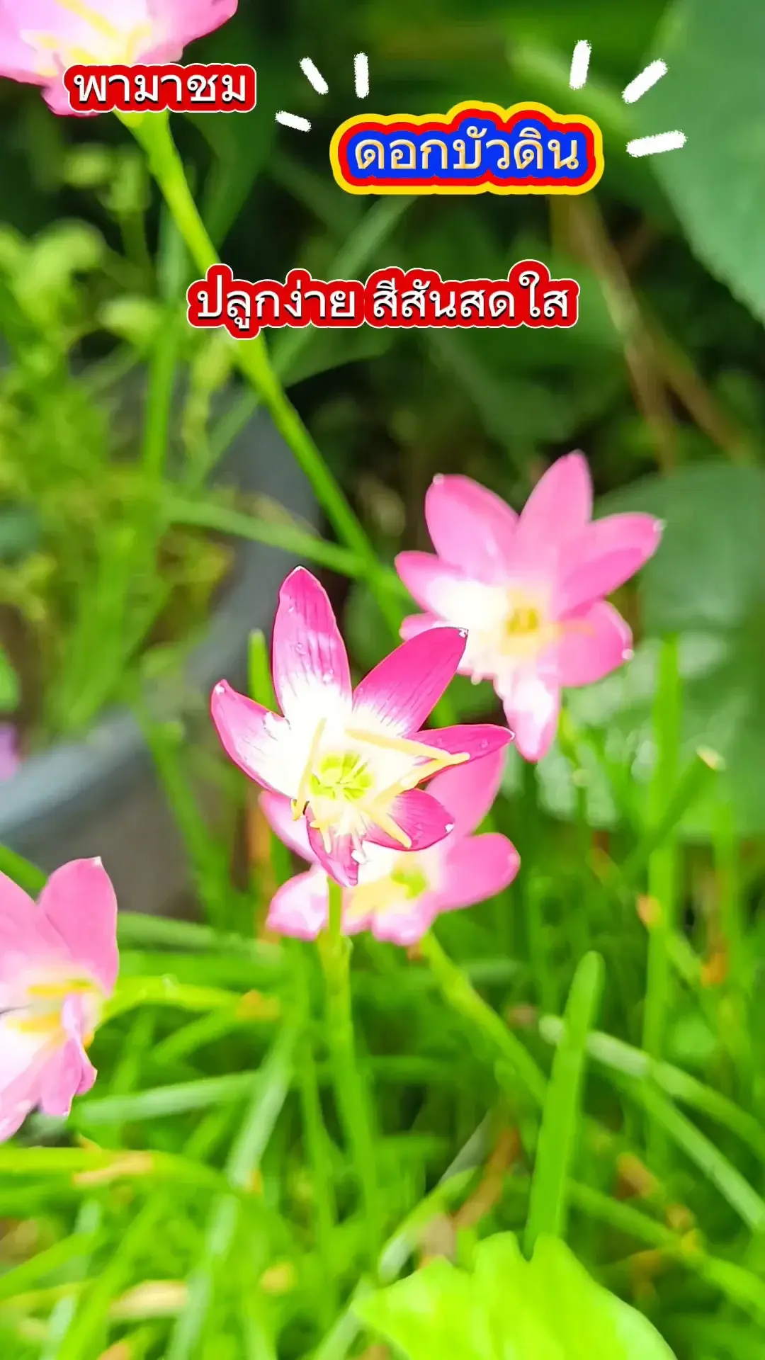 พามาชม บัวดิน ดอกไม้ประดับ เลี้ยงง่าย โตไว สีสันสดใส