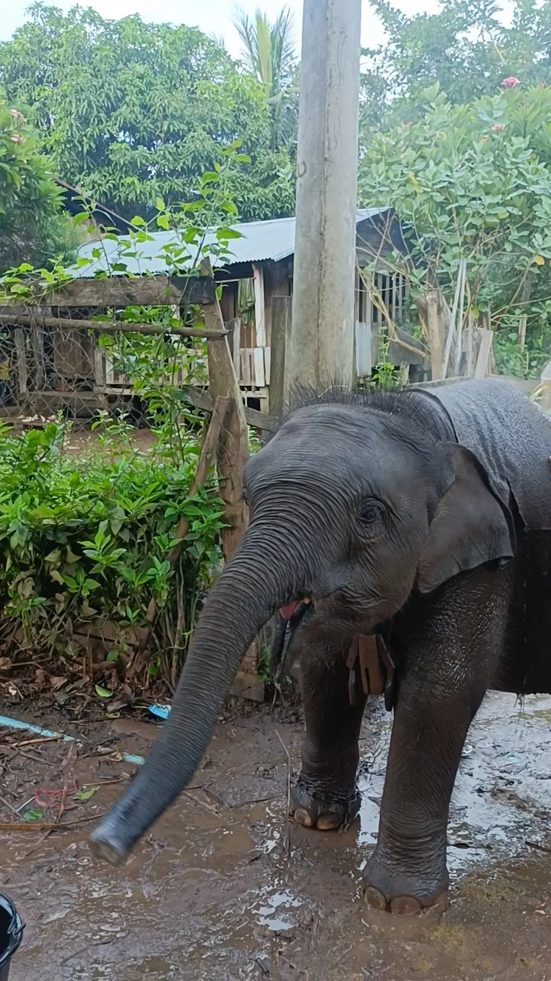 ช่วยด้วยหนูเจ็บขา:ช้างน้อย