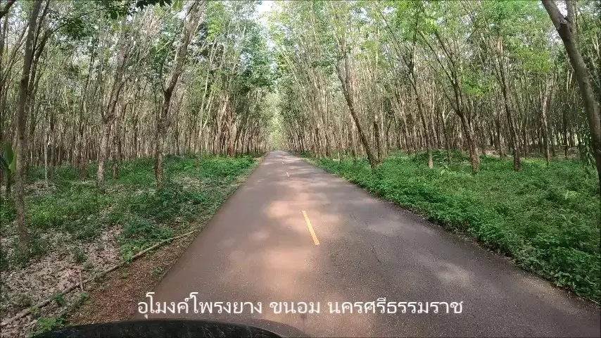 อุโมงค์โพรงยาง – จุดเช็กอินลับของขนอม 🌿✨