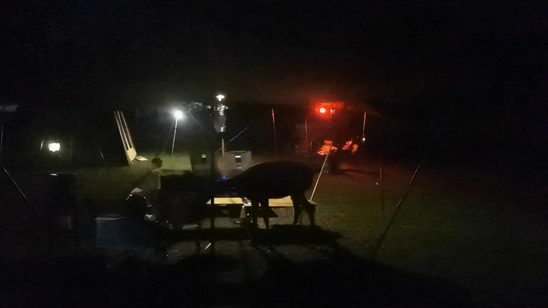 กวางน้อยเขาใหญ่ เปิดกล่องได้